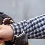 Bocah 8 Tahun di Cianjur Diserang Sekawanan Anjing Liar, Alami Luka Serius