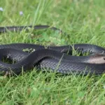 Remaja Sukoharjo Digigit Ular Kobra Saat Membuka Paket Belanja Online