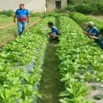 Ketahanan Pangan di Lapas: Panen Sayur hingga Produksi VCO Jadi Ikon Baru