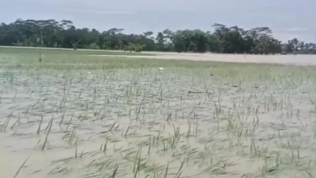 Banjir Landa Pandeglang, 970 Hektare Sawah Terancam Gagal Panen Akibat Cuaca Ekstrem