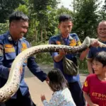 Ular Sanca Tiga Meter Gegerkan Saluran Limbah RPA Cileungsi, Damkar Turun Tangan