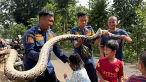 Ular Sanca Tiga Meter Gegerkan Saluran Limbah RPA Cileungsi, Damkar Turun Tangan