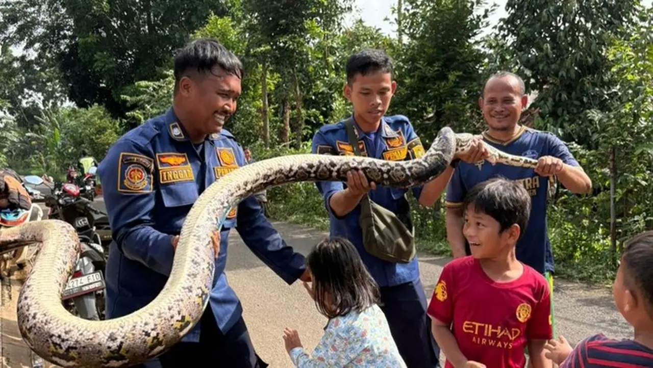 Ular Sanca Tiga Meter Gegerkan Saluran Limbah RPA Cileungsi, Damkar Turun Tangan