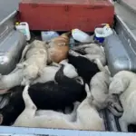 Maroko Dituding Akan Bantai Jutaan Anjing Demi Piala Dunia 2030, FIFA Belum Berkomentar