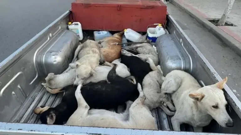 Maroko Dituding Akan Bantai Jutaan Anjing Demi Piala Dunia 2030, FIFA Belum Berkomentar Maroko Dituding Akan Bantai Jutaan Anjing Demi Piala Dunia 2030, FIFA Belum Berkomentar