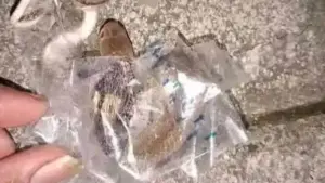 Ular Kobra Diduga Terjebak Selotip Paket, Remaja Sukoharjo Jadi Korban Gigitan