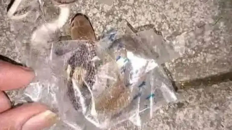 Ular Kobra Diduga Terjebak Selotip Paket, Remaja Sukoharjo Jadi Korban Gigitan