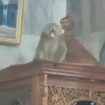 Monyet Liar Masuk Masjid Cakung, Petugas Damkar Berhasil Evakuasi