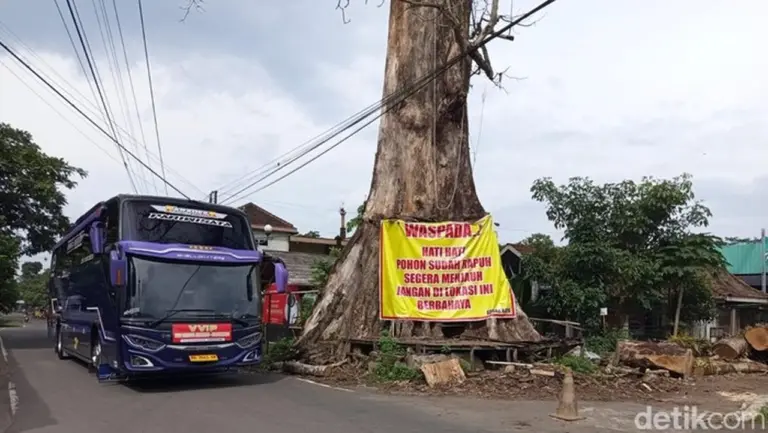 Pohon Randu Alas 250 Tahun di Borobudur Akan Ditebang, Sisa Batang Dijadikan Monumen